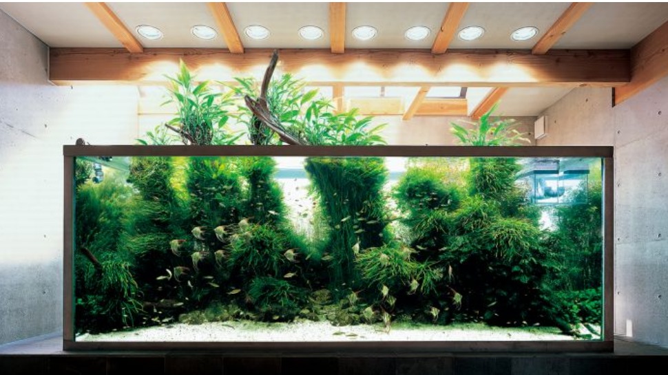 Ada aquarium 2024 for sale